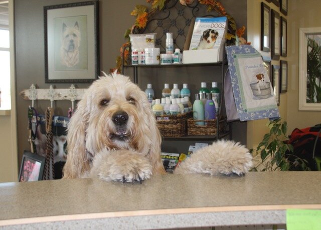 The Paw Resort &amp; Wellness Centre is the best pet hotel in Brandon!