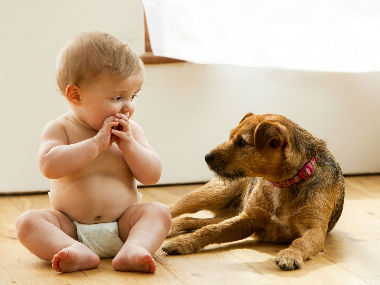 Pets-build-microbiome.jpg