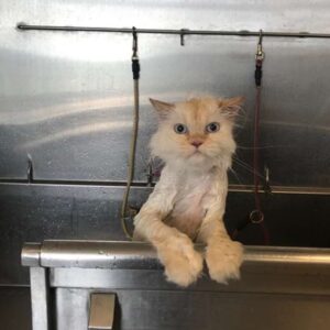 Cat grooming gallery 1