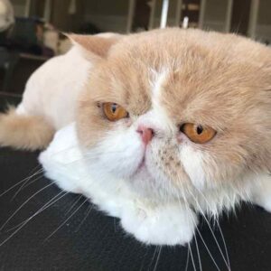 Cat grooming gallery 6