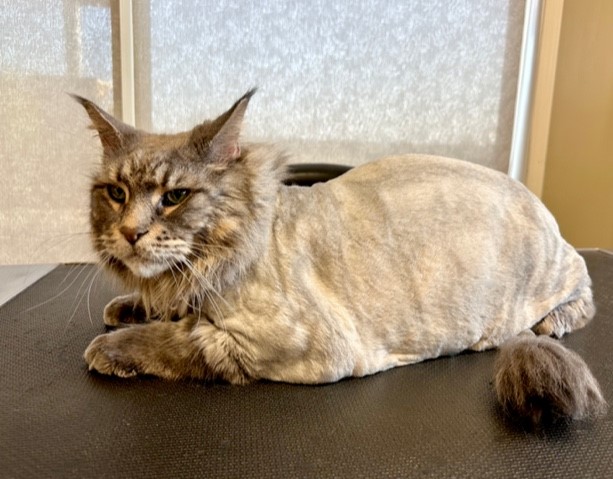 gray cat with lion cut