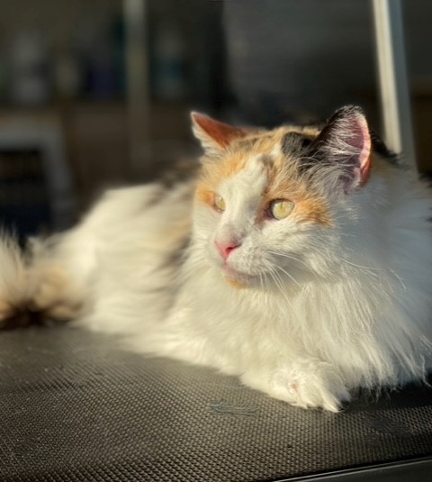 cat looking into sunlight