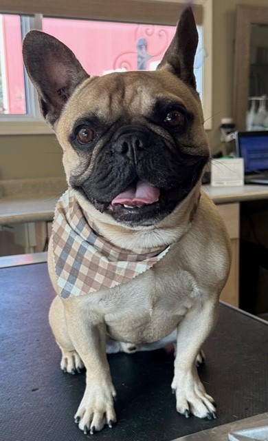 small dog with plaid bandana