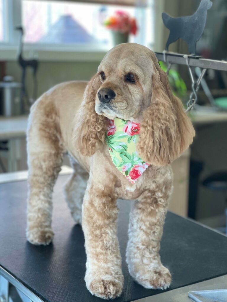 poodle with floral bandana