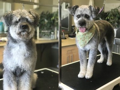 Dog Grooming Before and After 1