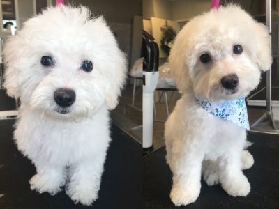 Dog Grooming Before and After 2