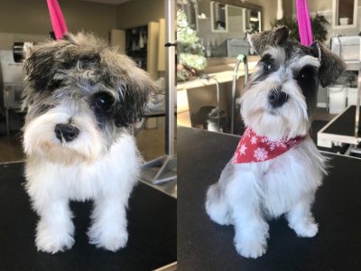 Dog Grooming Before and After 3