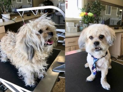 Dog Grooming Before and After 4