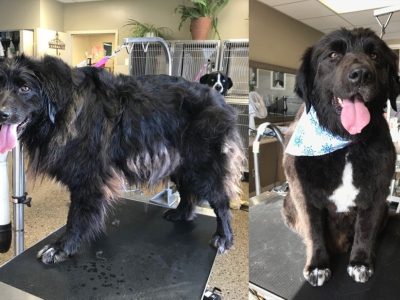 Dog Grooming Before and After 5