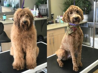 Dog Grooming Before and After 6