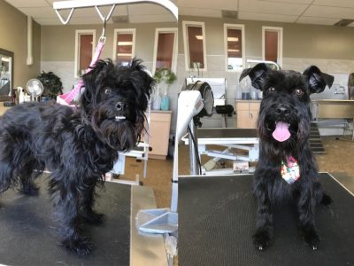 Dog Grooming Before and After 7