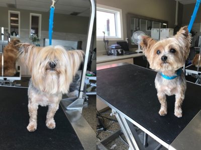 Dog Grooming Before and After 9