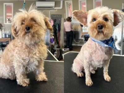 before-after-small-dog
